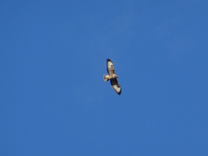 Poiana ?...s: Buteo buteo - Accipitridae